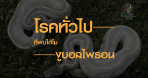 โรคทั่วไป
