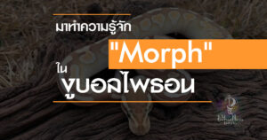 morph