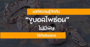 งูบอลไพธอน