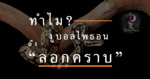 งูลอกคราบ